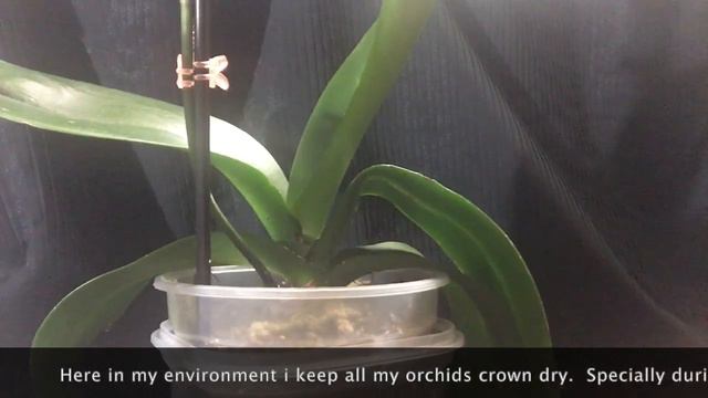 What is Big Lip Orchid and How to Take Care of It in Full Bloom #orchids #bigliporchid #Phalaenopsi смотреть онлайн