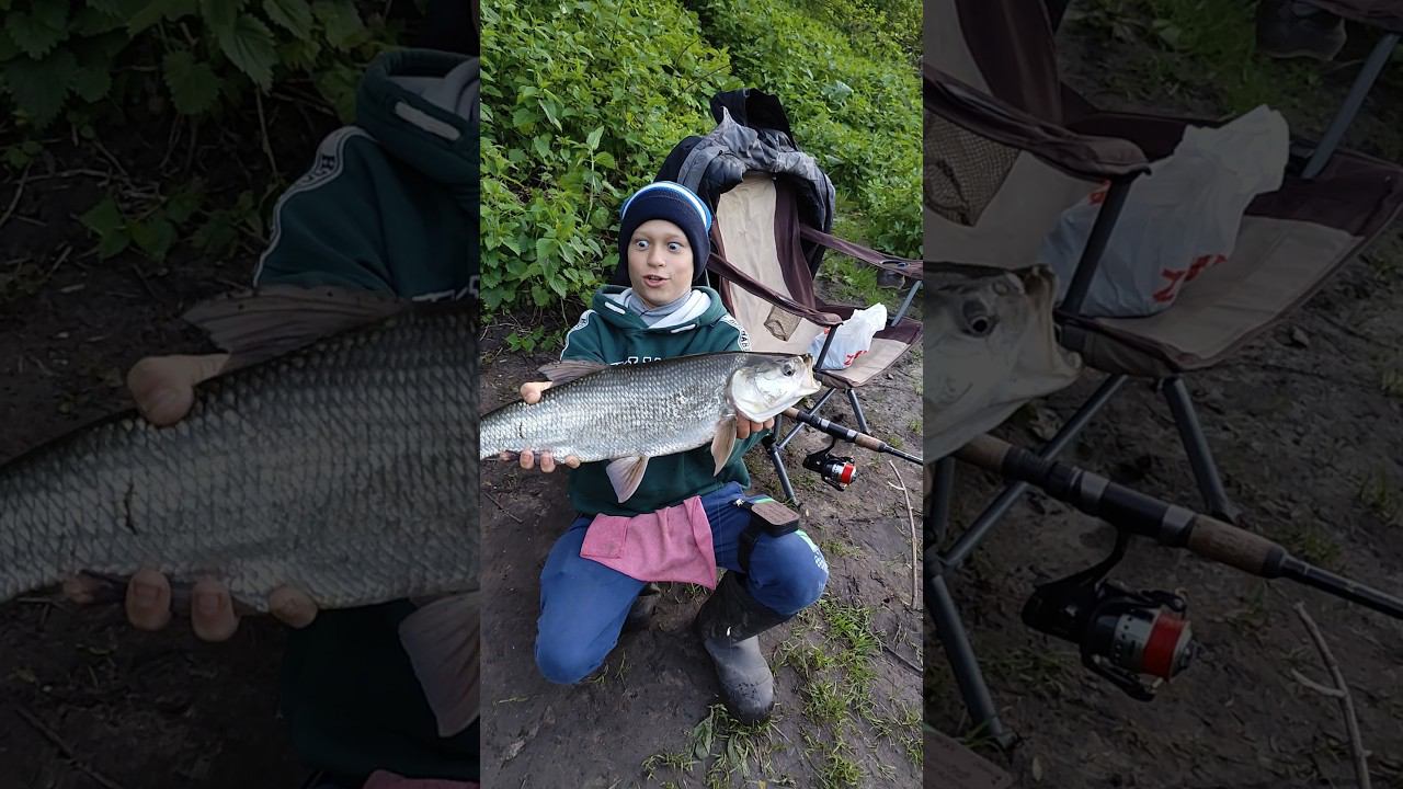 Жерех на фидер.Как так получилось #рыбалка #fishing #жерех #рыбак #ловля #спиннинг #фидер #топ смотреть онлайн