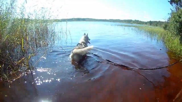 Алекс и Умка на дог-трекинге в Карелии смотреть онлайн
