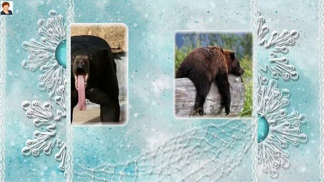 ЗООПАРК НАУТРО ПОСЛЕ ПРАЗДНОВАНИЯ НОВОГО ГОДА (ZОО. HAPPY NEW YEAR) смотреть онлайн