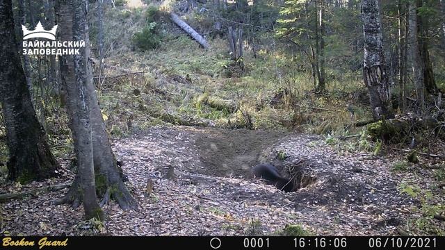 Кадры фотоловушки. Бурый медведь смотреть онлайн