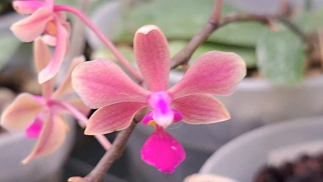 Phalaenopsis honghenensis x equestris смотреть онлайн