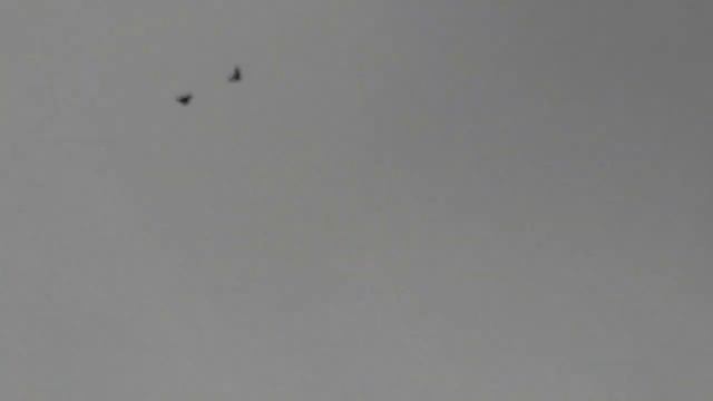 09.12.2021.г. Пробные подкидушки. Николаевская Бабочка. Ростовская область. Ст-ца Егорлыкская смотреть онлайн