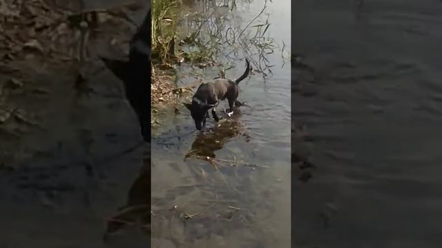 Юный натуралист)) смотреть онлайн