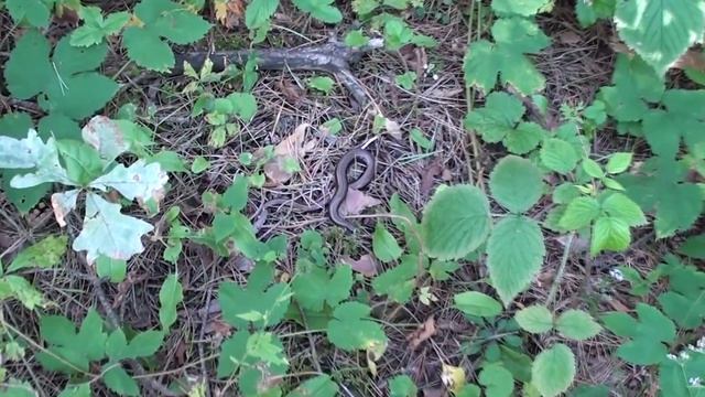 ЧТО ДЕЛАТЬ ПРИ ВСТРЕЧЕ С ДИКИМ ЖИВОТНЫМ? смотреть онлайн