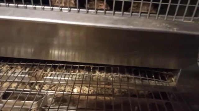 МОИМ УТЯТАМ 5 ДНЕЙ. (мускусные утята) смотреть онлайн