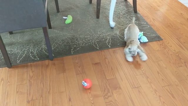 Perl and her new ball смотреть онлайн