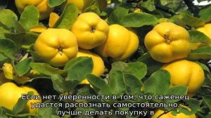 Айва японская