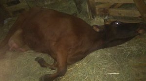 ПОДНИМАЕМ КОРОВУ С ПАРЕЗОМ и рассказываем все нюансы