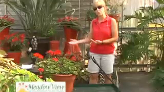 How To Help Your Geraniums Survive Winter - Meadow View Video #8