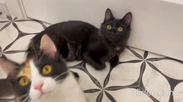 КОТЯТА НАШЛИ СВОИ ДОМА смотреть онлайн