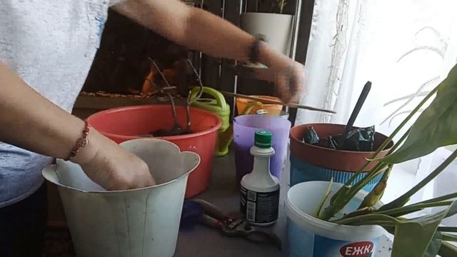 39. Пересаживаю цветы ПАХИСТАХИС И АНТУРИУМ смотреть онлайн