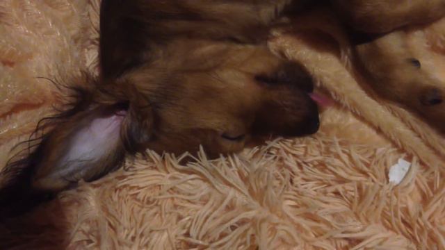 Крепкий сон