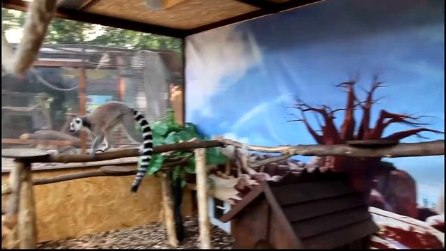 Лемур Катта смотреть онлайн