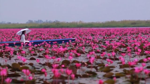 Море Красных Лотосов/Таиланд смотреть онлайн