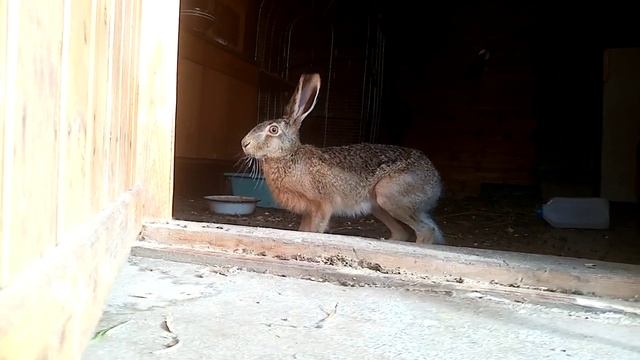 Русак Заря выходит знакомиться смотреть онлайн