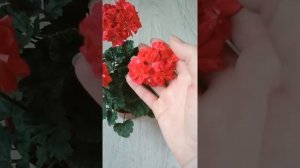 Сортовые пеларгонии. Миниатюра Milbern Galaxy