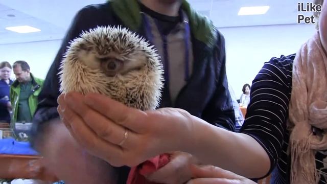 Африканский карликовый ёжик на ilikepet смотреть онлайн