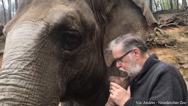 These Animals Don't Forget Their Owners After Years Animal Reunion смотреть онлайн