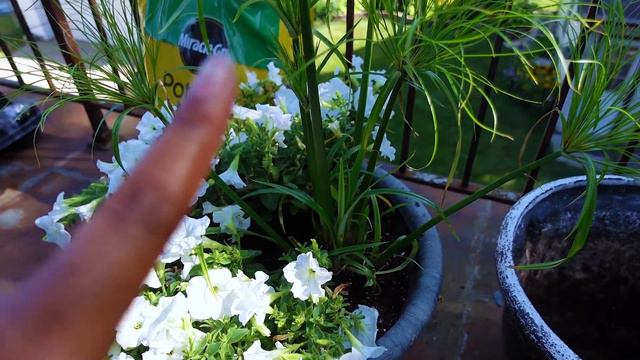 Planting Flowers Inside Containers | Wave Petunias | KellyNo Garden смотреть онлайн