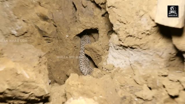 रसोई में छिपे जहरीली नागिन पे महिला का पैर पड़ते ही देखे किया हुआ।Pregnent Cobra hidden in kitchen смотреть онлайн