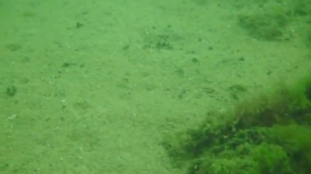 Погружение на Фонтанке с Сашкой - Сбор Рапана 2 смотреть онлайн