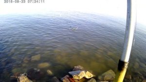 Рыбалка на Азовском море.  Ловля тарани с берега.