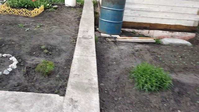 Результат заморозков. Уродился только редис. смотреть онлайн