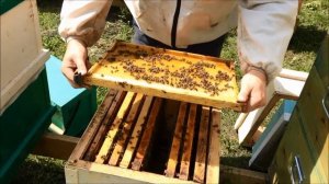 Карпатка. Стремительное развитие. Как нужно увеличивать гнездо у развивающейся семьи? Сушь, вощина?