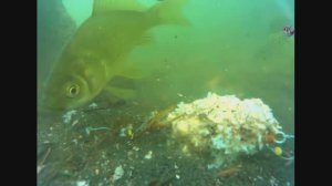 Снасть «УБИЙЦА КАРАСЯ». Подводная съемка, рыбалка. Ловля карася на озере Карасун. Fishing