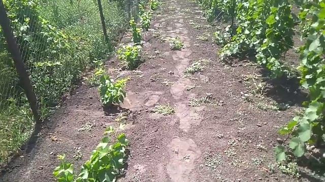 Уход за однолетними кустами винограда смотреть онлайн