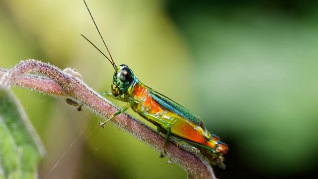 Cricket Sound Effects
