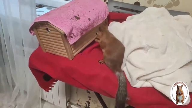 Как я пыталась взвесить белку... ?? How I tried to weigh a squirrel смотреть онлайн