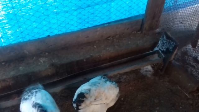 Куры несутся в мороз зимой как летом! смотреть онлайн