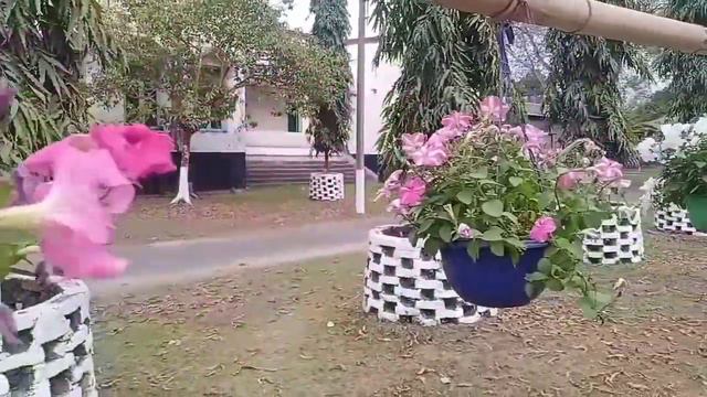 Beautiful petunia flowers at ETC Naltali Nogaon District смотреть онлайн