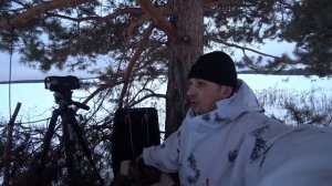 Сделал приваду на лису и сел в засидку!