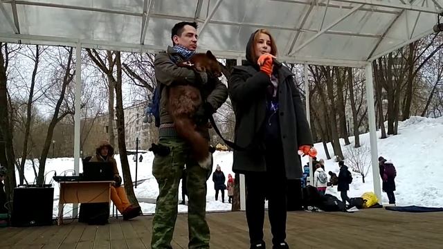 О чем нужно заботиться владельцам лис: что говорит ветеринар смотреть онлайн