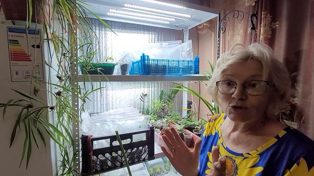 Зимнее черенкование БУГЕНВИЛЛИИ, опыт и советы Надежды смотреть онлайн