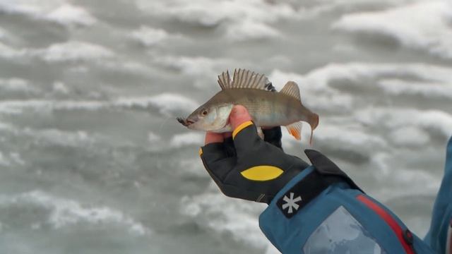 Обзор зимних удочек для ловли окуня Lucky John C-Tech Perch смотреть онлайн