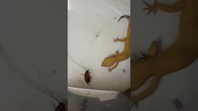 Feeding the gecko with large cockroaches. / Кормление эублефара крупными тараканами. смотреть онлайн