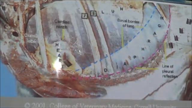 Sistema Cardiovascular parte 1 UDLA 2017 смотреть онлайн