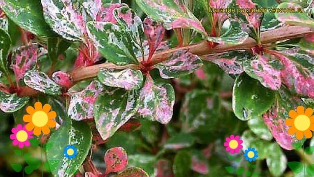 Барбарис тунберга Старберст. Краткий обзор, описание характеристик berberis thunbergii Starburst смотреть онлайн