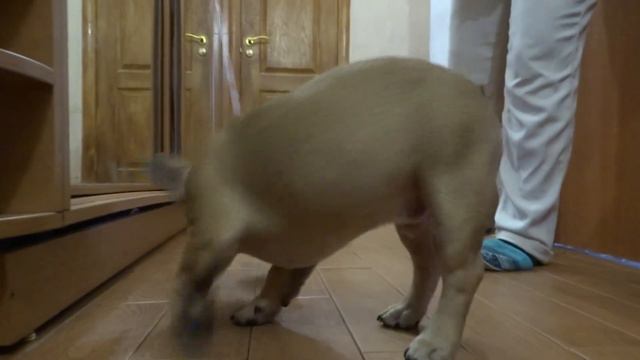 бульдожек ))) смотреть онлайн