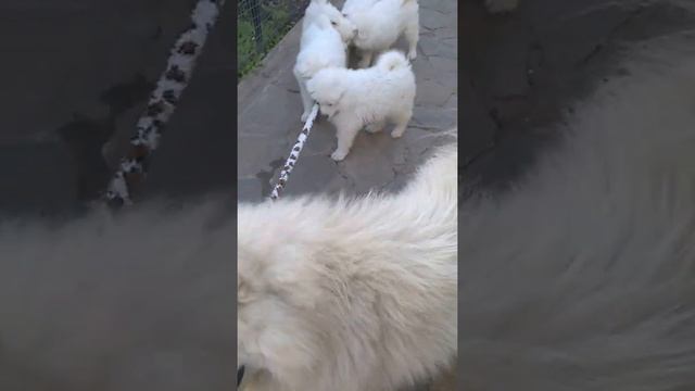 Самоедики смотреть онлайн