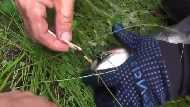 50 Проблема вытащить мышь из пасти Тайменя Рыбалка Ловля Тайменя тайга Сибирь на рыбалке 7000 смотреть онлайн