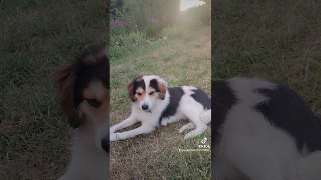 Собачка ещё на передержке смотреть онлайн