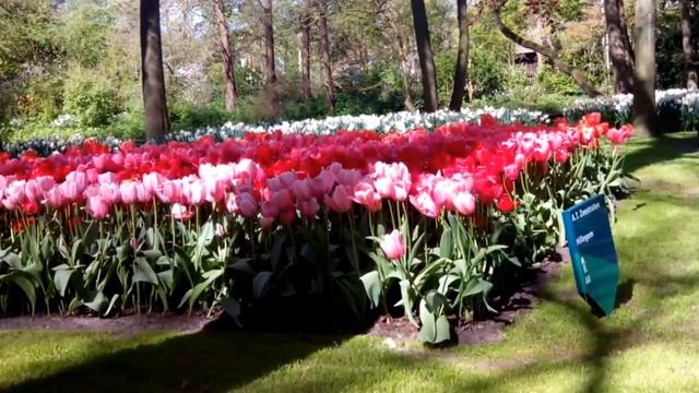 Tulips park Keukenhof, Lisse, Netherlands / Парк тюльпанов Кекенхоф, Лиссе, Нидерланды смотреть онлайн