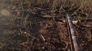 ШИКАРНАЯ ОХОТА НА ГУСЯ , ОСЕНЬ 2023 ЛЕНИНГРАДСКАЯ ОБЛАСТЬ , НЕБО ГУДЕЛО!????