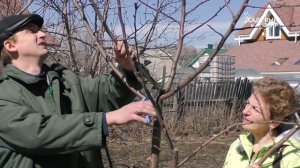 Обрезка яблони возраста 10 лет.