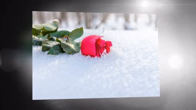 Алые розы смотреть онлайн